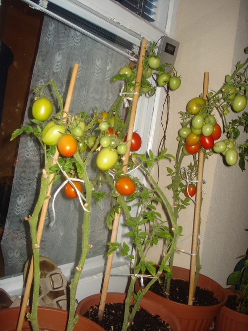 DSC09580.JPG